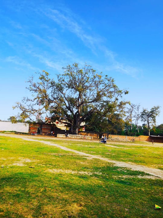 Complaint of the Old Tree (Poem)