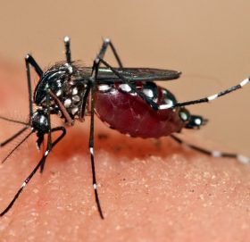 गण्डकी प्रदेशमा २७ डेङ्गु सङ्क्रमित भेटिए