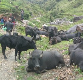 गाउँ सुनसान, पाटन भरिभराउ