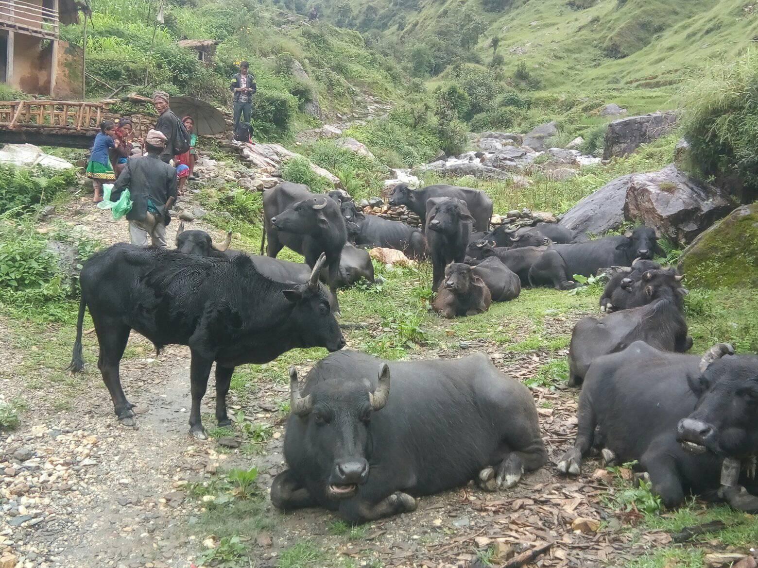 गाउँ सुनसान, पाटन भरिभराउ