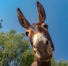 जनावरहरुबीचको मित्रता जति अनौठो हुन्छ, उति नै रोचक लाग्छ