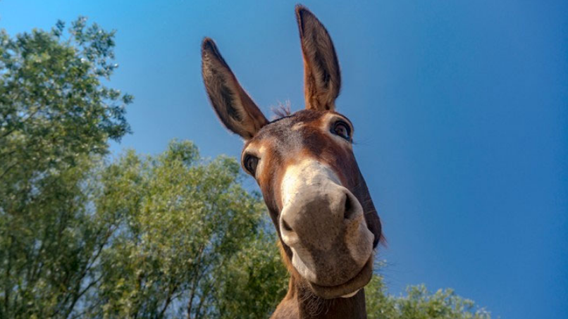 जनावरहरुबीचको मित्रता जति अनौठो हुन्छ, उति नै रोचक लाग्छ