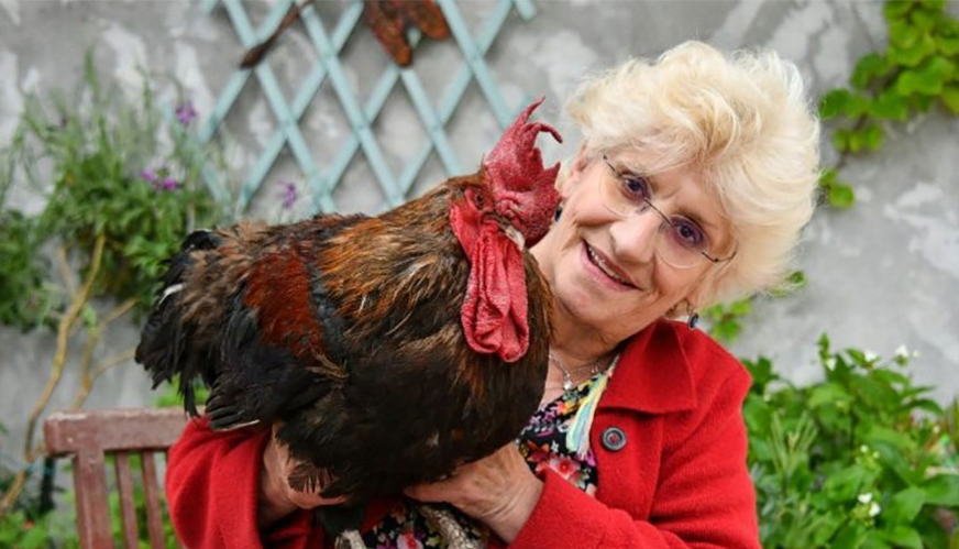 सहर र गाउँबीच झगडा पार्ने भाले अब रहेन