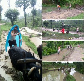 बाजुरामा ८० प्रतिशत रोपाइँ सकियो