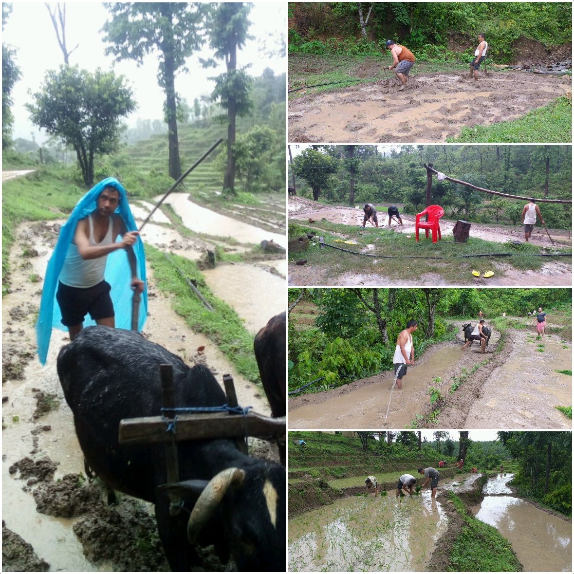 बाजुरामा ८० प्रतिशत रोपाइँ सकियो