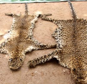 बाघको छाला र हड्डी सहित तीन जना पक्राउ एक जना फरार