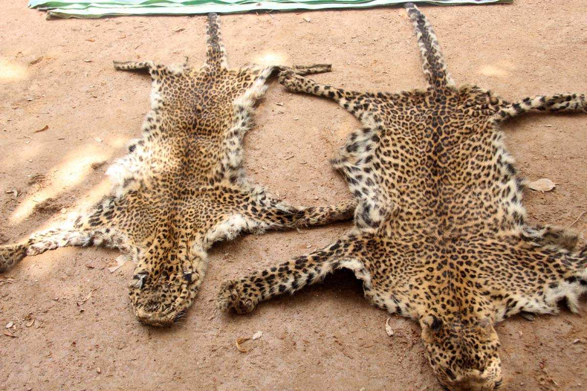 बाघको छाला र हड्डी सहित तीन जना पक्राउ एक जना फरार