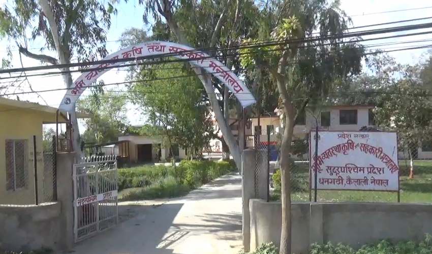 कैलालीमा कृषि अनुदानमा पहुँचवालाकै रजाई, वास्तविक किसान सधै मारमा