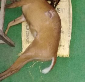 लकडाउनको मौका छोपी बाजुरामा बन्यजन्तुको चोरिशिकारी