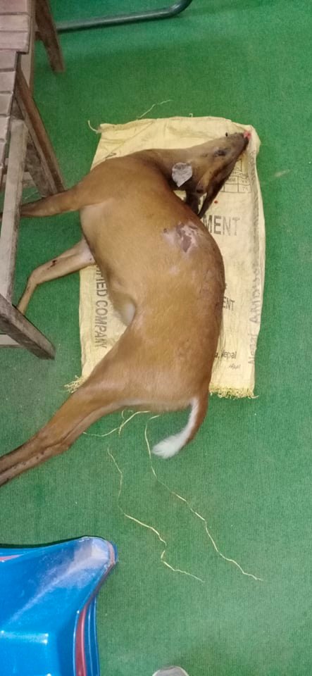 लकडाउनको मौका छोपी बाजुरामा बन्यजन्तुको चोरिशिकारी