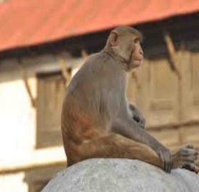 रक्सी नपाएर मान्छेलाई टोक्ने बाँदरलाई आजीवन जेल सजाय