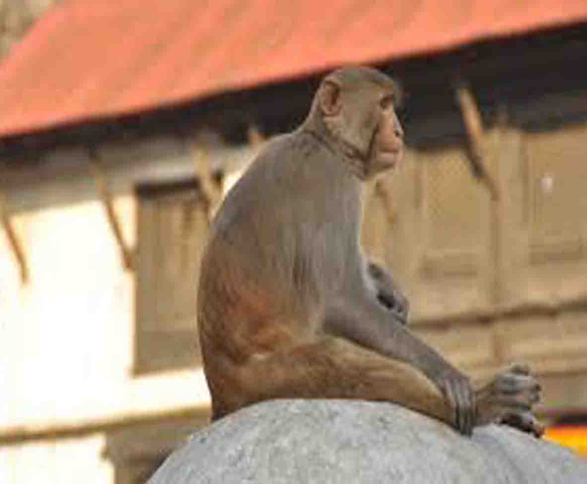 रक्सी नपाएर मान्छेलाई टोक्ने बाँदरलाई आजीवन जेल सजाय