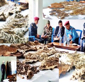 बाजुरामा बाघकाे छाला तस्कर गर्ने पक्राउ, प्रहरीले कसरी समात्याे तस्करलाई पुरा बिबरण भिडीयाेमा हेर्नुहाेस