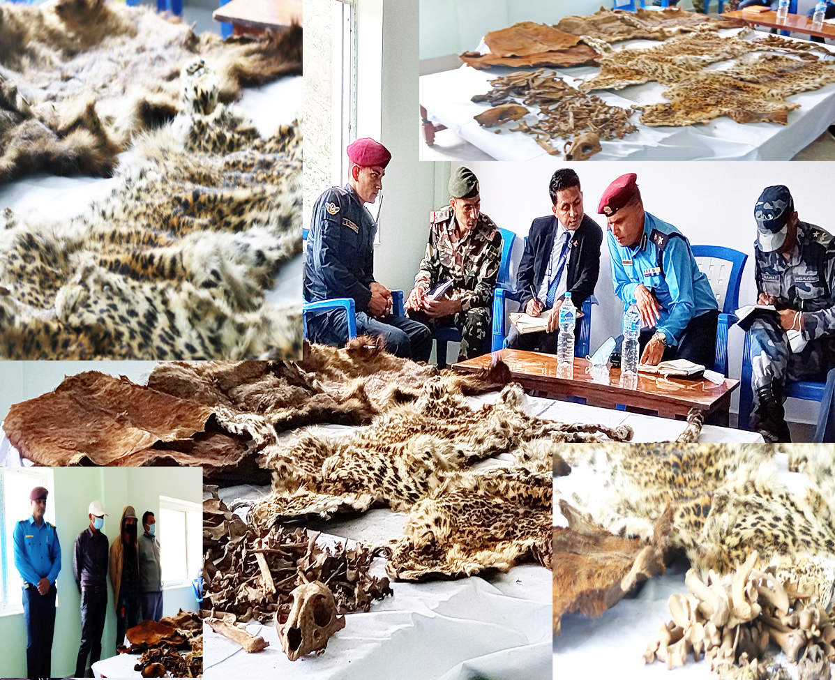 बाजुरामा बाघकाे छाला तस्कर गर्ने पक्राउ, प्रहरीले कसरी समात्याे तस्करलाई पुरा बिबरण भिडीयाेमा हेर्नुहाेस