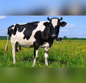 आयुर्वेदिक महत्वको गौमूत्र : वैज्ञानिक दृष्टिमा के–के छन् फाइदा ?