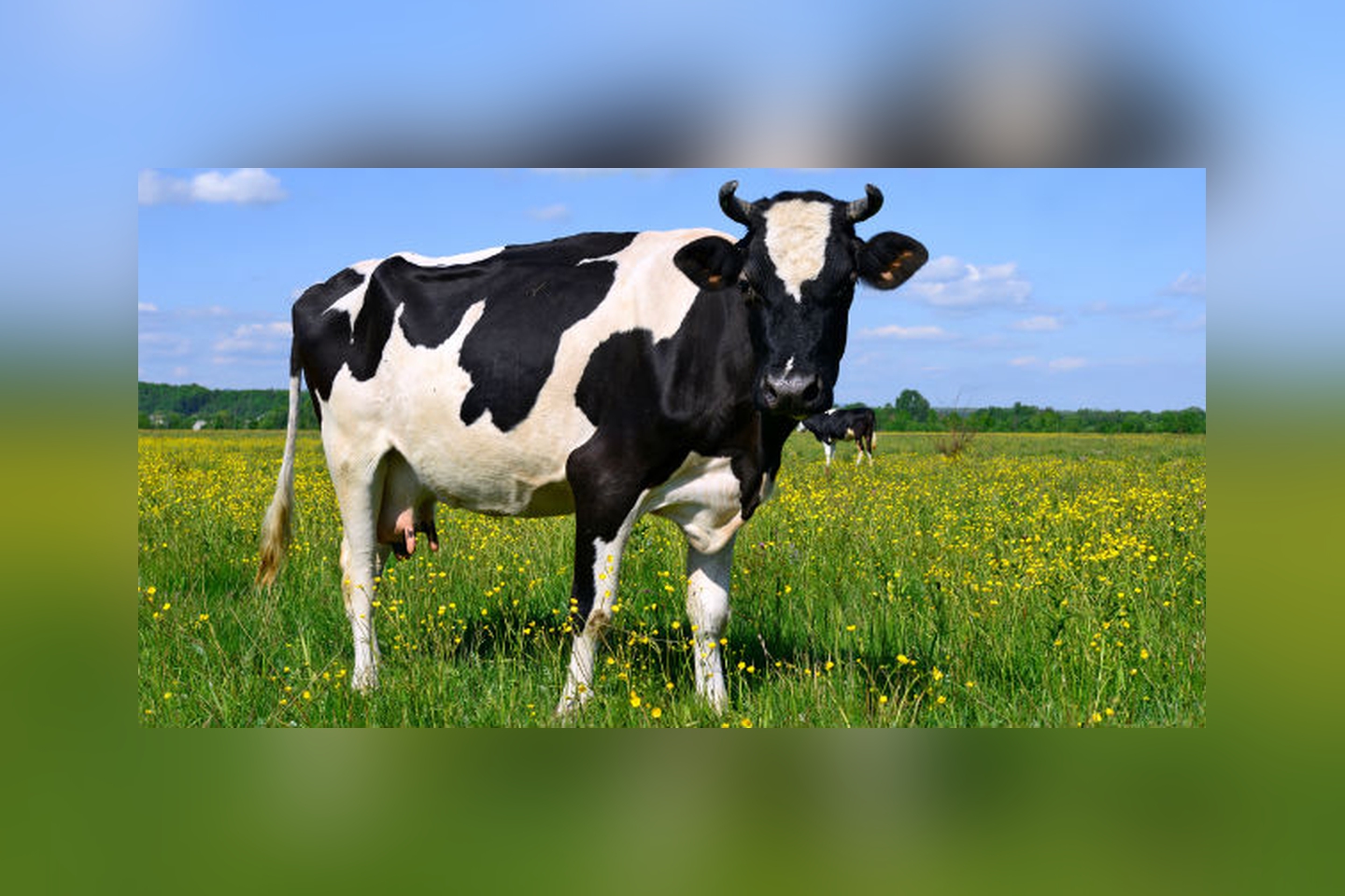 आयुर्वेदिक महत्वको गौमूत्र : वैज्ञानिक दृष्टिमा के–के छन् फाइदा ?