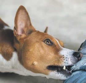 तलब माग्ने कर्मचारीलाई कुकुरले टोकाइयो, रेस्टुरेन्ट मालिकविरुद्ध मुद्दा