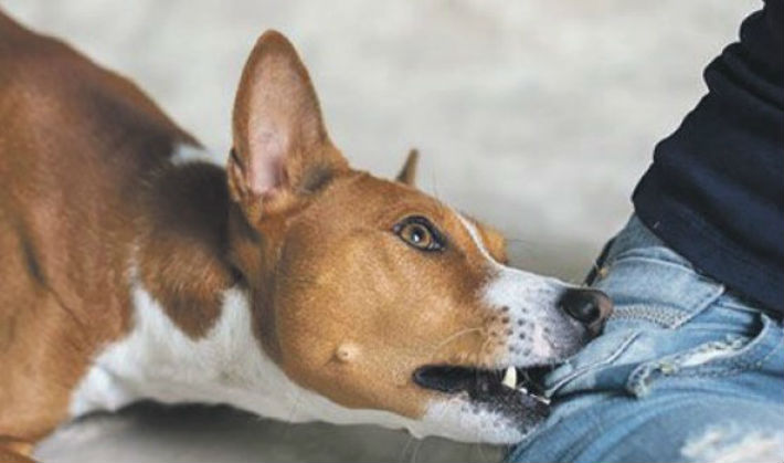 तलब माग्ने कर्मचारीलाई कुकुरले टोकाइयो, रेस्टुरेन्ट मालिकविरुद्ध मुद्दा