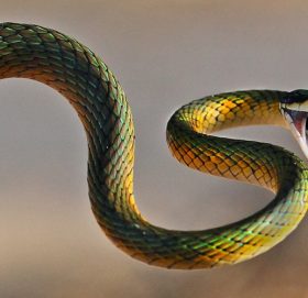 सर्पको टोकाइबाट बैतडीमा एक जनाको मृत्यु