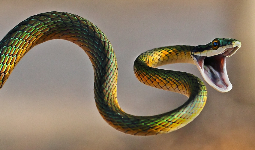 सर्पको टोकाइबाट बैतडीमा एक जनाको मृत्यु