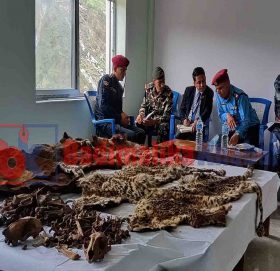 बन्यजन्तुको छाला र हड्डी सर्बजनिक गरि जिल्ला बन डिभिजनलाई बुझायो (भिडियाे सहित)