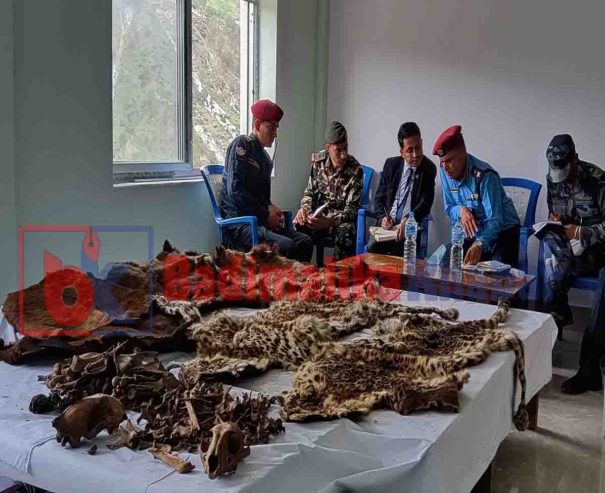 बन्यजन्तुको छाला र हड्डी सर्बजनिक गरि जिल्ला बन डिभिजनलाई बुझायो (भिडियाे सहित)