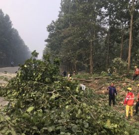 देशभरको वन फँडानीबारे छानबिन हुँदै