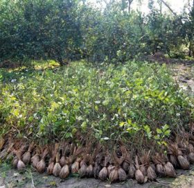 बडिमालिका नगरपालिका वडा नं ५ मा कागती र सुन्तलाका बोटहरु वितरण