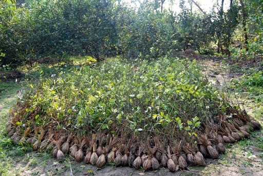 बडिमालिका नगरपालिका वडा नं ५ मा कागती र सुन्तलाका बोटहरु वितरण