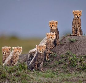 चीता: प्रतियोगितामा सङ्कटापन्न वन्यजीव चीताका उत्कृष्ट तस्बिर