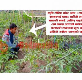 कृषि जेटिए पढेर तरकारी खेतिमा २४ बर्षिय मार्तडीका युवा हिक्मत