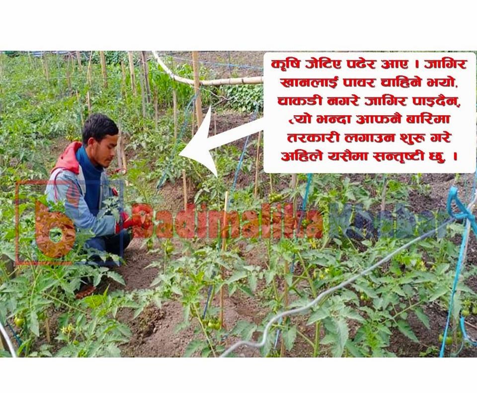 कृषि जेटिए पढेर तरकारी खेतिमा २४ बर्षिय मार्तडीका युवा हिक्मत