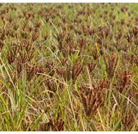 ७ करोडभन्दा बढीको कोदो आयात