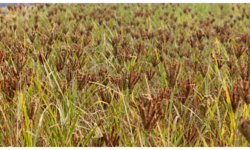 ७ करोडभन्दा बढीको कोदो आयात