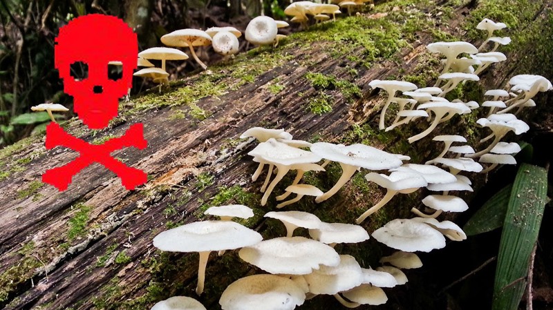 विषालु च्याउ खाँदा बालकको मृत्यु, चार जना बिरामी