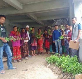 वडा कार्यालय द्धारा निःशुल्क बोट विरुवा वितरण