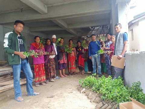 वडा कार्यालय द्धारा निःशुल्क बोट विरुवा वितरण