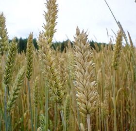 बाजुराको लेकाली भेगका किसानको गहुँ खेतमै कुहियो