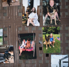 कोरोना संक्रमित कुकुरको मृत्यु