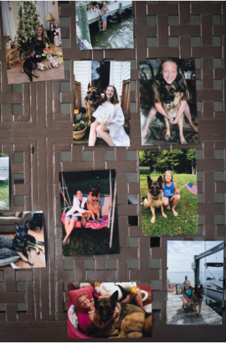 कोरोना संक्रमित कुकुरको मृत्यु