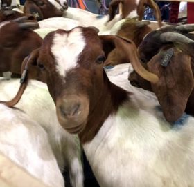 बाख्राका बाउ पत्ता लगाउन माग गर्दै, अदालतमा मुद्दा दर्ता