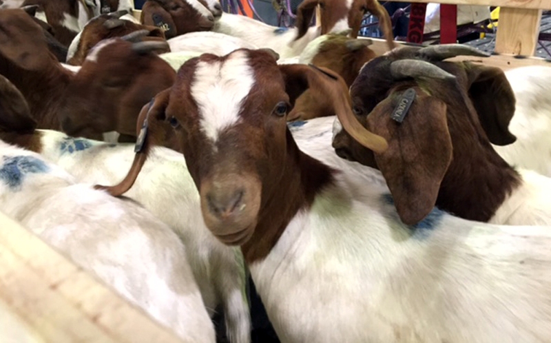 बाख्राका बाउ पत्ता लगाउन माग गर्दै, अदालतमा मुद्दा दर्ता