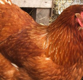 कुखुराले अण्डा होइन बच्चा नै जन्माएपछि…