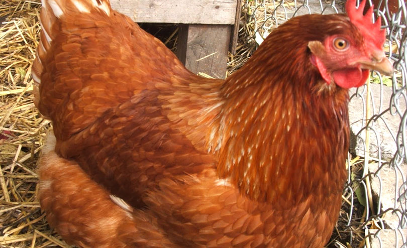 बाजुरामा एक हजार ६ सय ७० मेट्रिकटन मासु उत्पादन