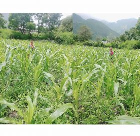 बाजुराको कोल्टी क्षेत्रमा फैलियो फाैजी किरा