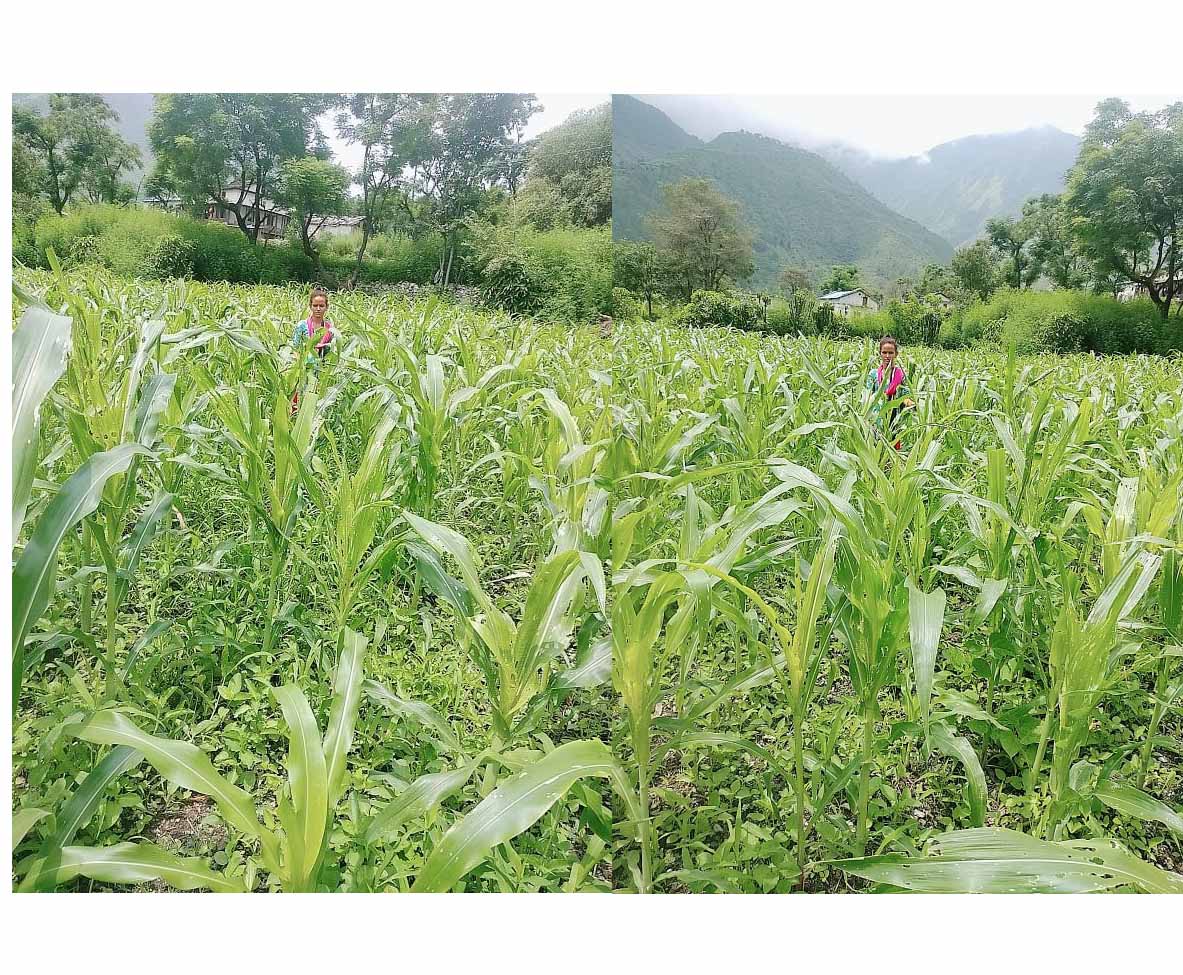 बाजुराको कोल्टी क्षेत्रमा फैलियो फाैजी किरा