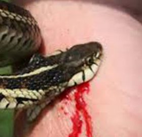 बैतडीमा सर्पले डसेर एक जनाको मृत्यु