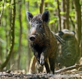 बँदेलको आक्रमणबाट ४ जना घाइते