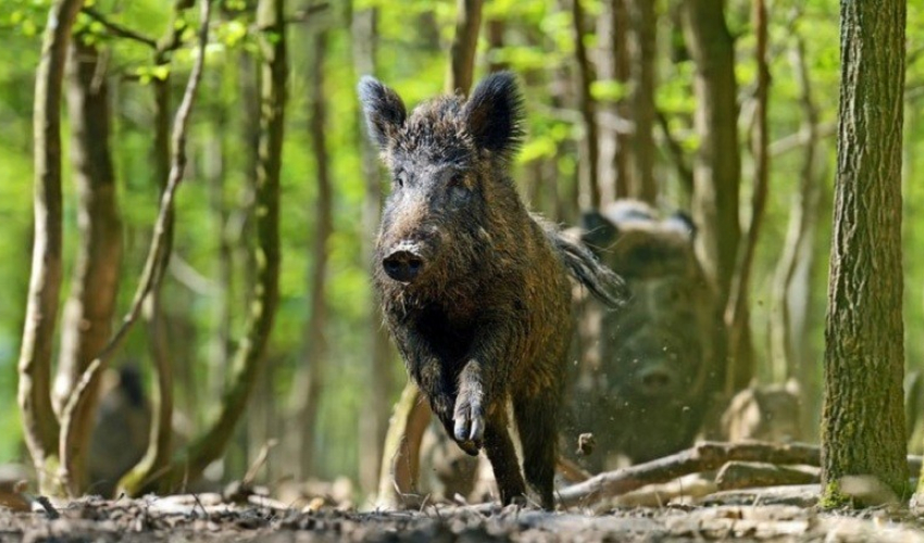 बँदेलको आक्रमणबाट ४ जना घाइते