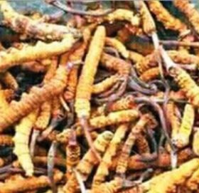 कोरोनाले यस वर्ष हिमालमै बिलायो ‘हिमाली हिरा’